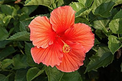 《阿凡达：潘多拉边境》12＆7推出 实机演示分享